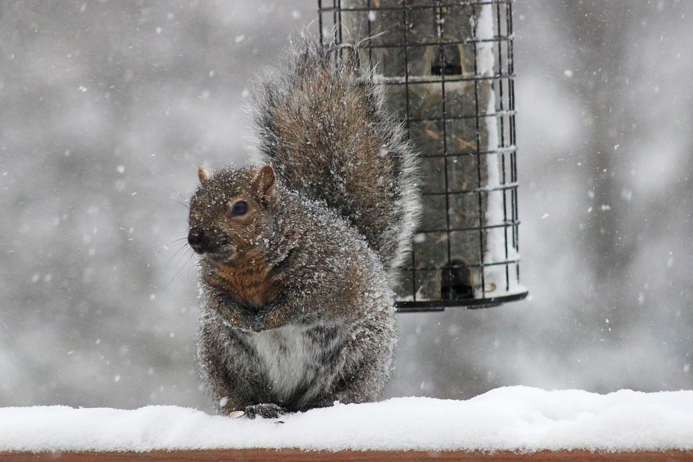 Fox Squirrel in the snow. Original public domain image from Flickr