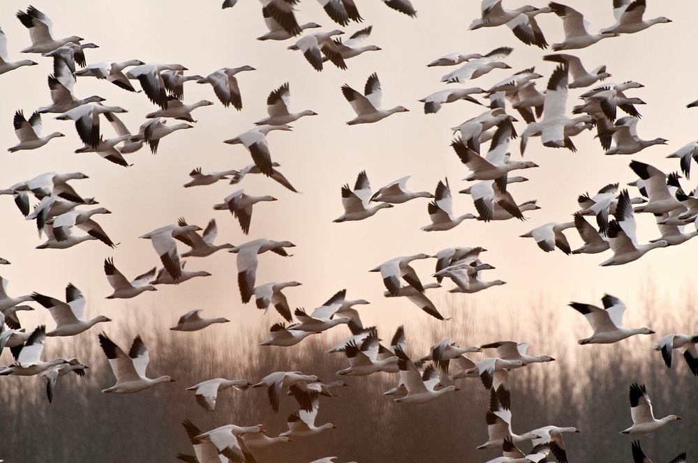 Snow Geese are flying away. Original public domain image from Flickr