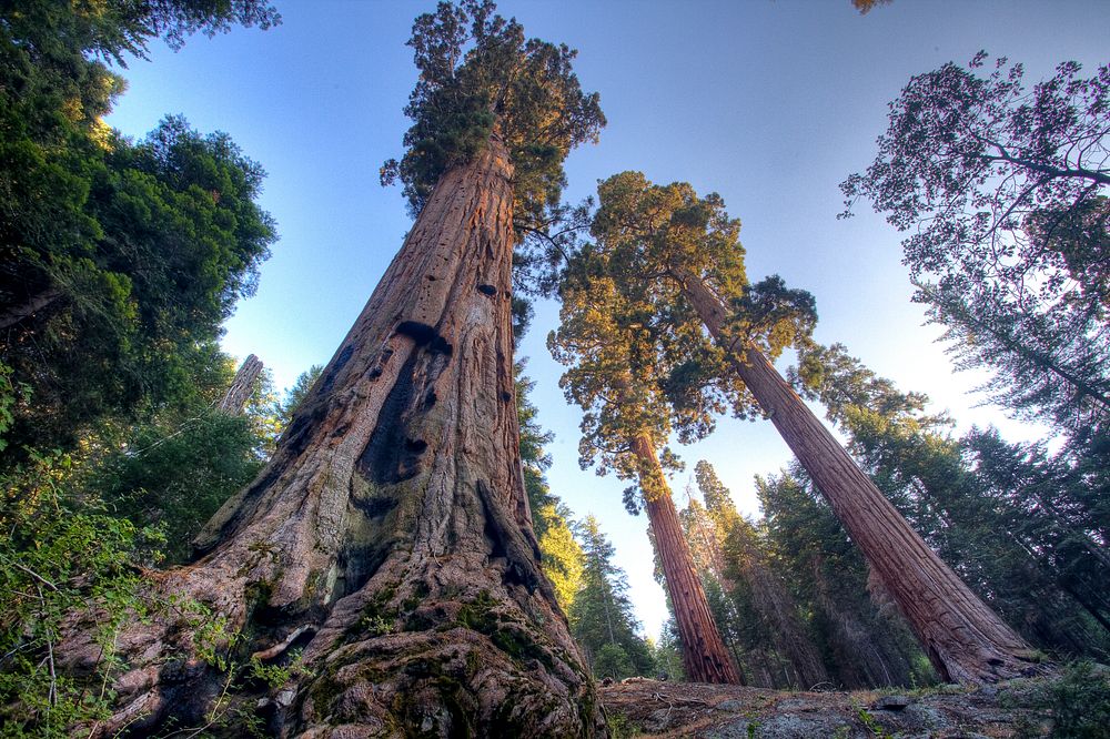 The Bakersfield Field Office includes the only Sequoia grove complex managed by the Bureau of Land Management.
