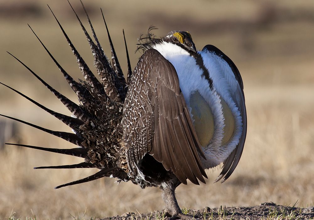 Sage grouse. Original public domain image from Flickr
