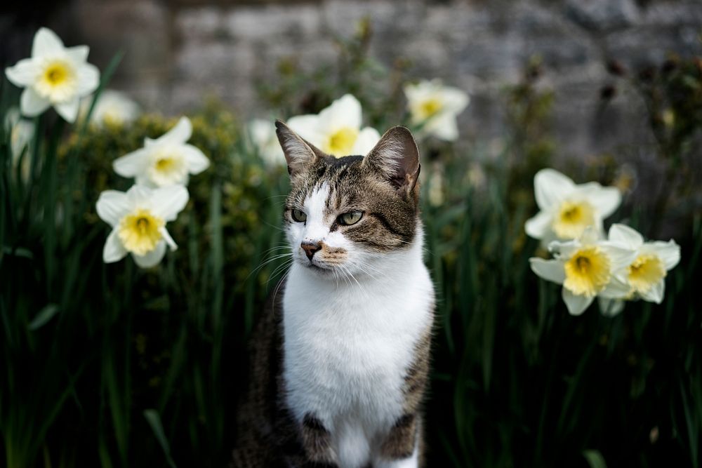 Cat in white daffodil garden. Original public domain image from Flickr