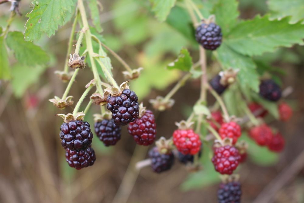 Blackberries. Original public domain image from Flickr
