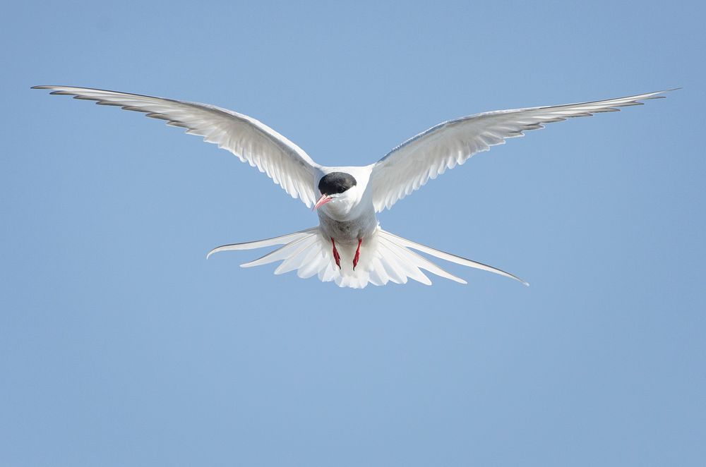 Arctic tern. Original public domain image from Flickr