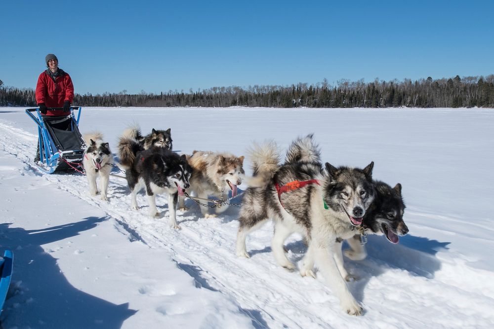 Wintergreen Dogsled Lodge musher Ellen Root commands a team of Canadian Inuit dogs, musher's left front to right rear…