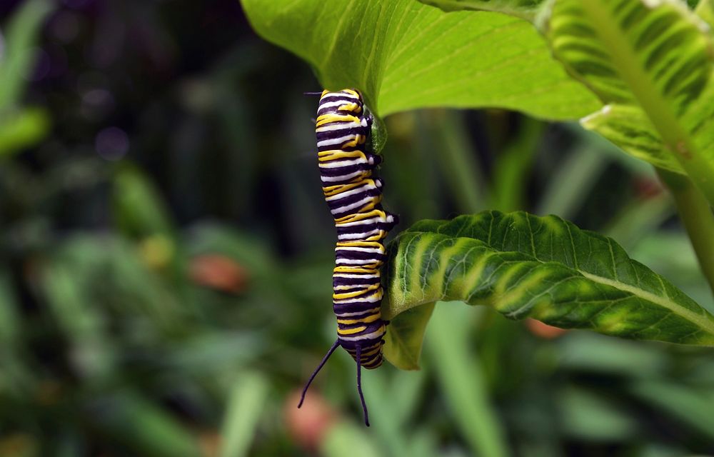 Monarch caterpillar on common milkweed in Minnesota. Original public domain image from Flickr