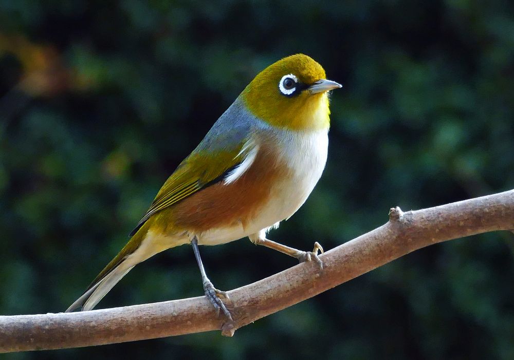 Silvereye on a tree branch. Original public domain image from Flickr