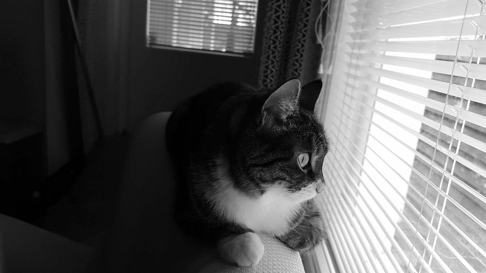 Cat sitting on a couch looking through window. Original public domain image from Flickr