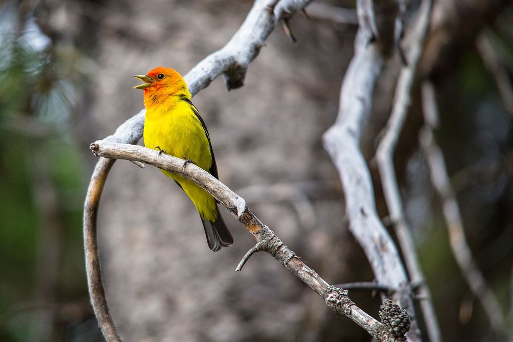 Western Tanager Singing - Piranga ludoviciana. Original public domain image from Flickr