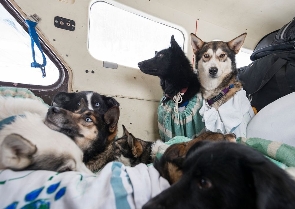 Dogs and puppies sitting in a car.  Original public domain image from Flickr