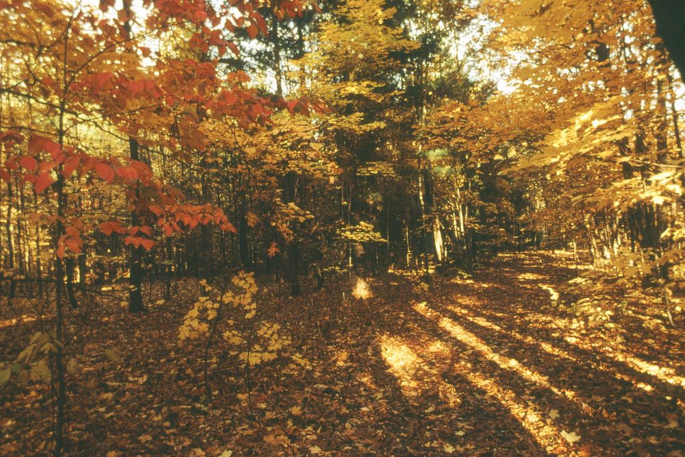 Scenic photo of sunlight streaming through forest, leaves changing colors. Original public domain image from Flickr