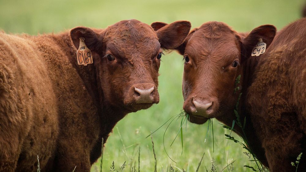 Two red devon cattle facing camera. Original public domain image from Flickr