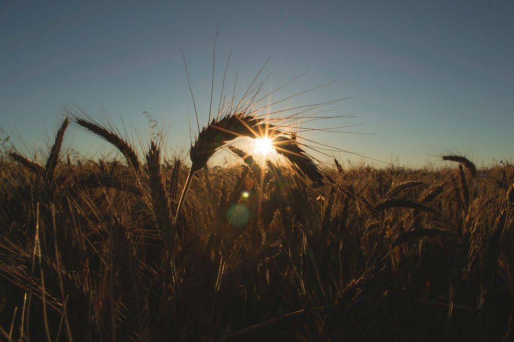 Field of barley. Original public domain image from Flickr