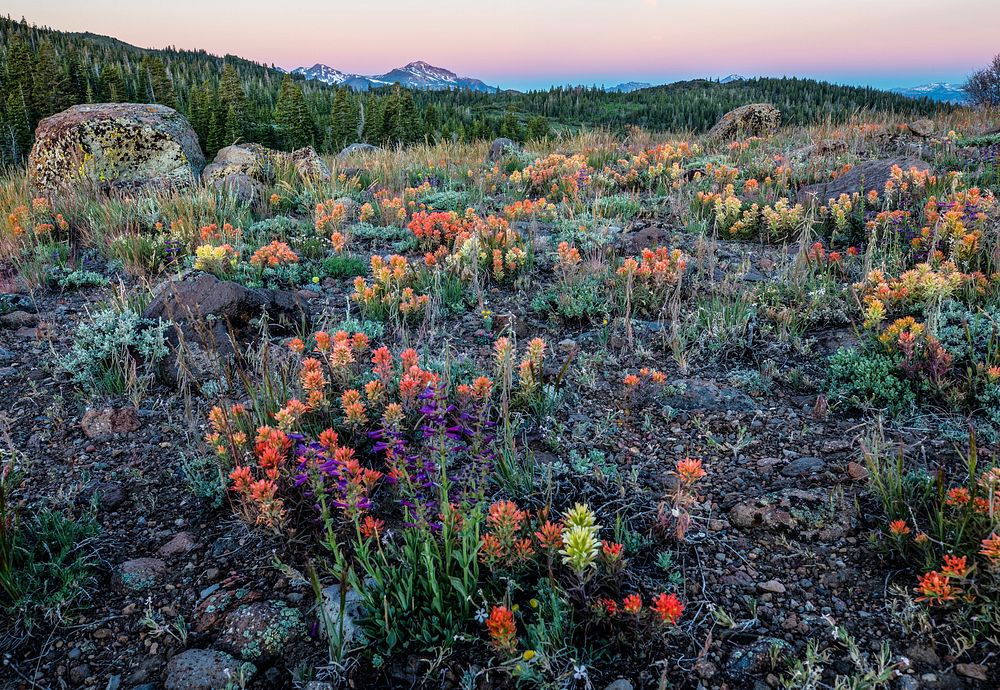 Wildflowers are hard to beat in the Sierra Nevada.