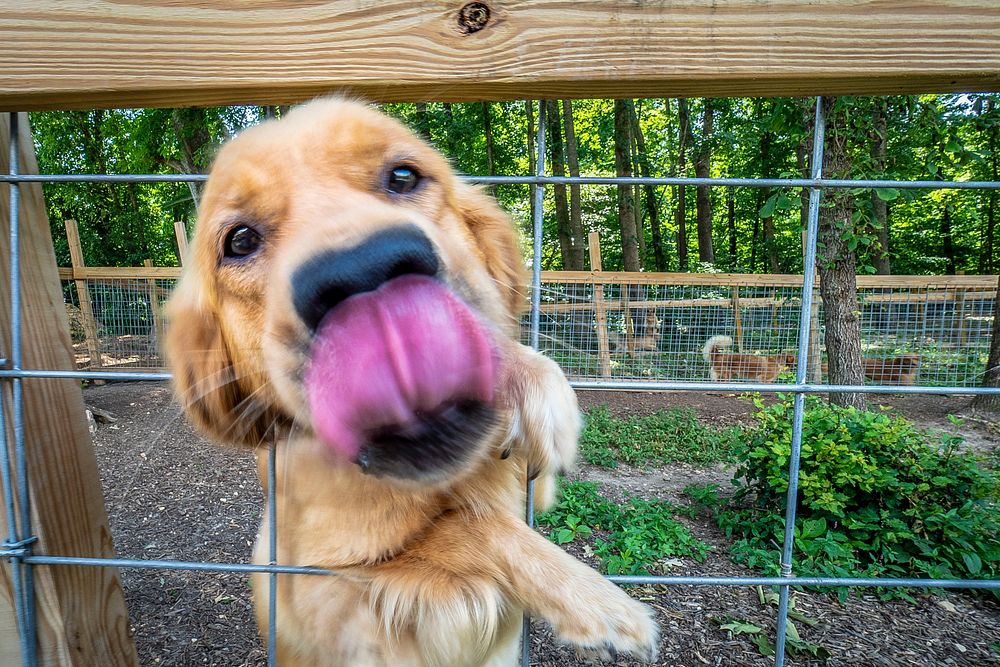 Golden retriever puppy licking lips in a dog farm. Original public domain image from Flickr