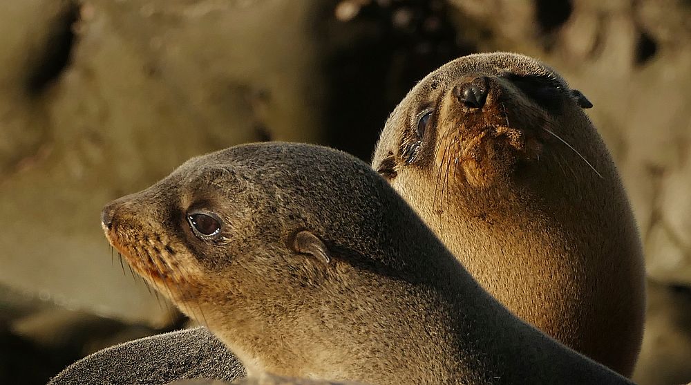 Southern NZ Fur seal pups. New Zealand fur seals can be distinguished from sea lions by their pointy nose and smaller size.…