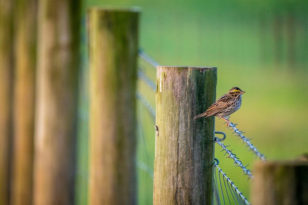 A young sparrow is seen on a fence at the Livestock Poultry and Grain Market News Reporters Southeast Employee Event where…