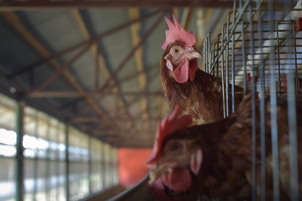 Two chickens poke their heads out of their cages at the Somali Poultry Farm in Mogadishu, Somalia. Original public domain…