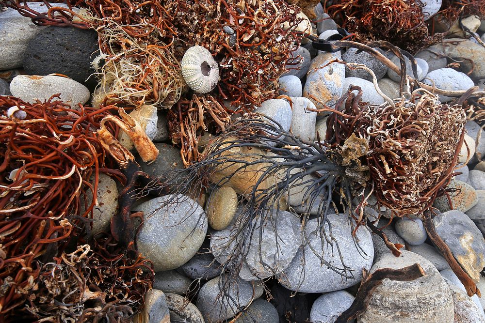 Sea urchin and corals on the rocky beach. Original public domain image from Flickr