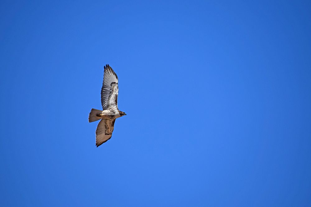 A Red-Tailed Hawk spreads its wings above Crescent Moon Ranch. Credit: Coconino National Forest. Original public domain…