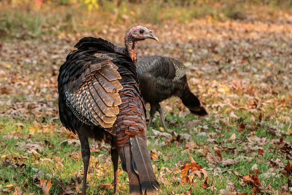 Wild turkey animal background. Original public domain image from Flickr