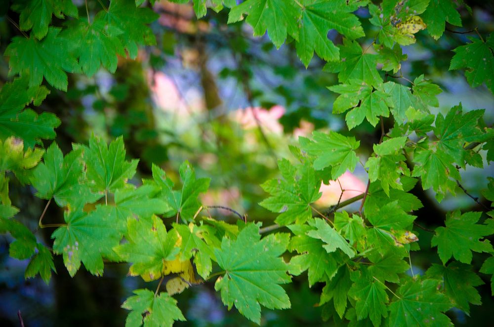 Vine Maple Detail along Clackamas River on the Mt Hood National Forest in Oregon. Original public domain image from Flickr