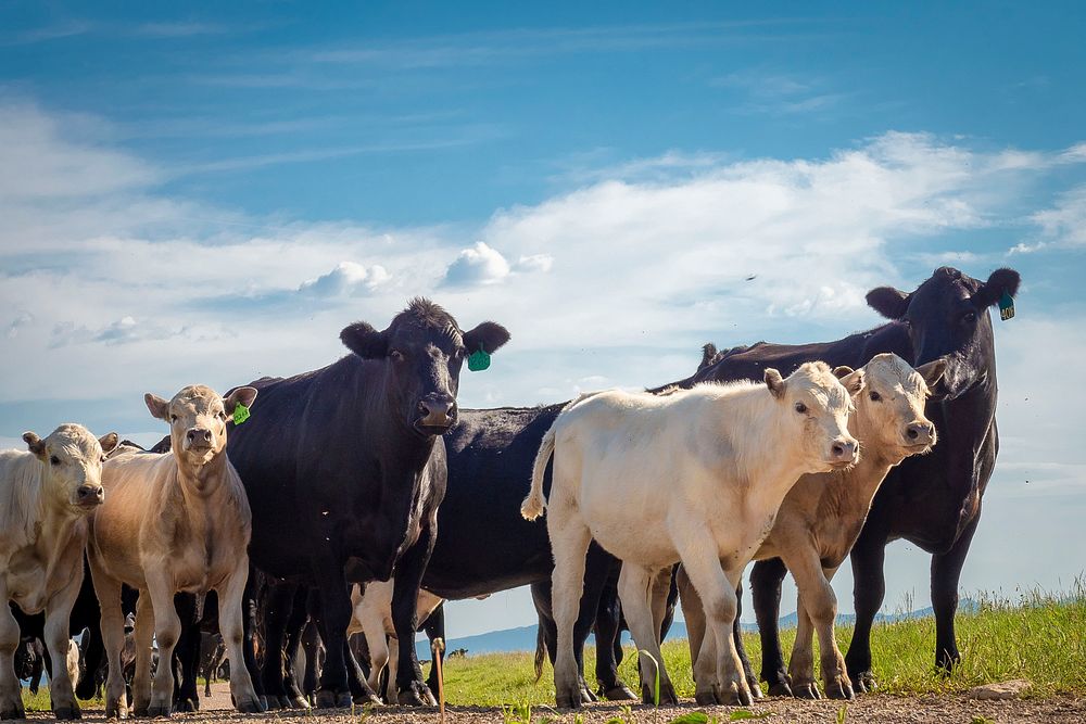 A herd of cattle walking. Original public domain image from Flickr