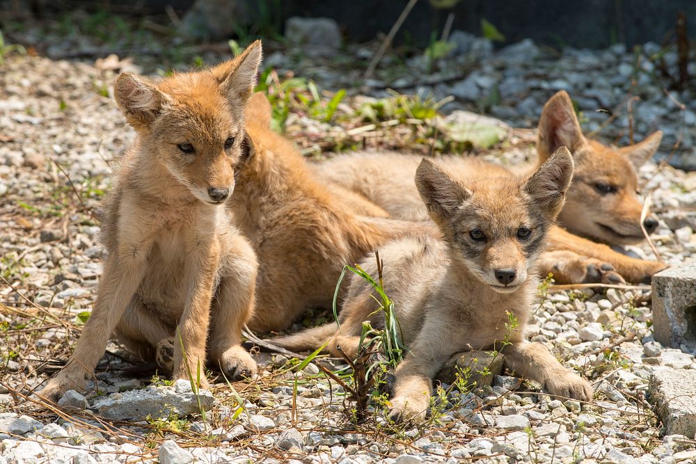 Coyote pups at Fermilab. Original public domain image from Flickr