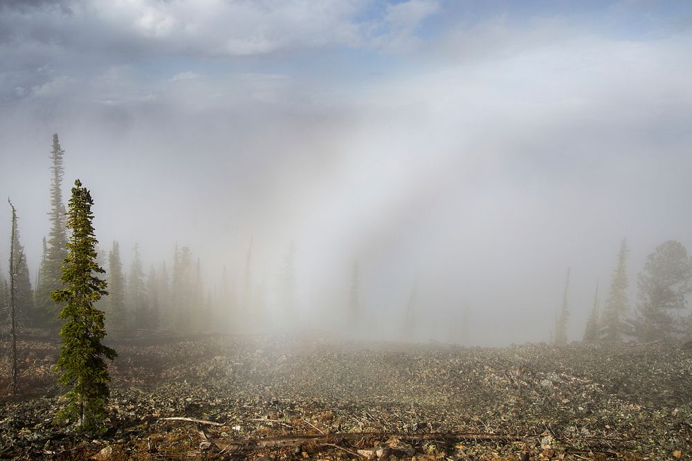 Fogbow in forest at Bunsen Peak. Original public domain image from Flickr