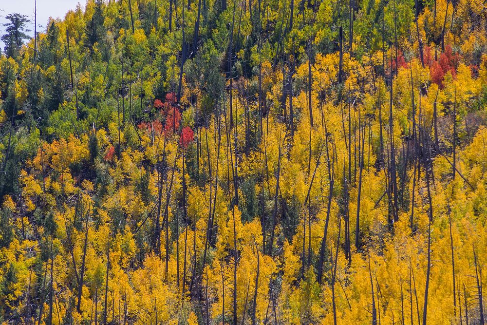 Sunset Trail No. 23Fall color along Sunset Trail, September 23, 2016 on Mount Elden.