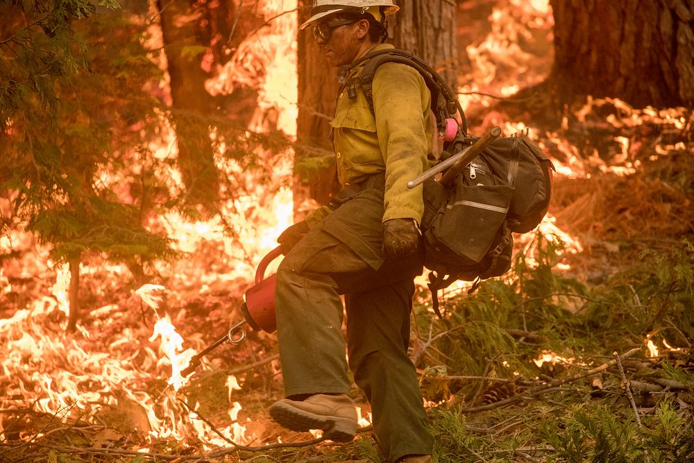 A Dalton Hotshot using a drip torch during a burn operation on Henness Ridge; Ferguson Fire, Sierra NF, CA, 2018. (Forest…