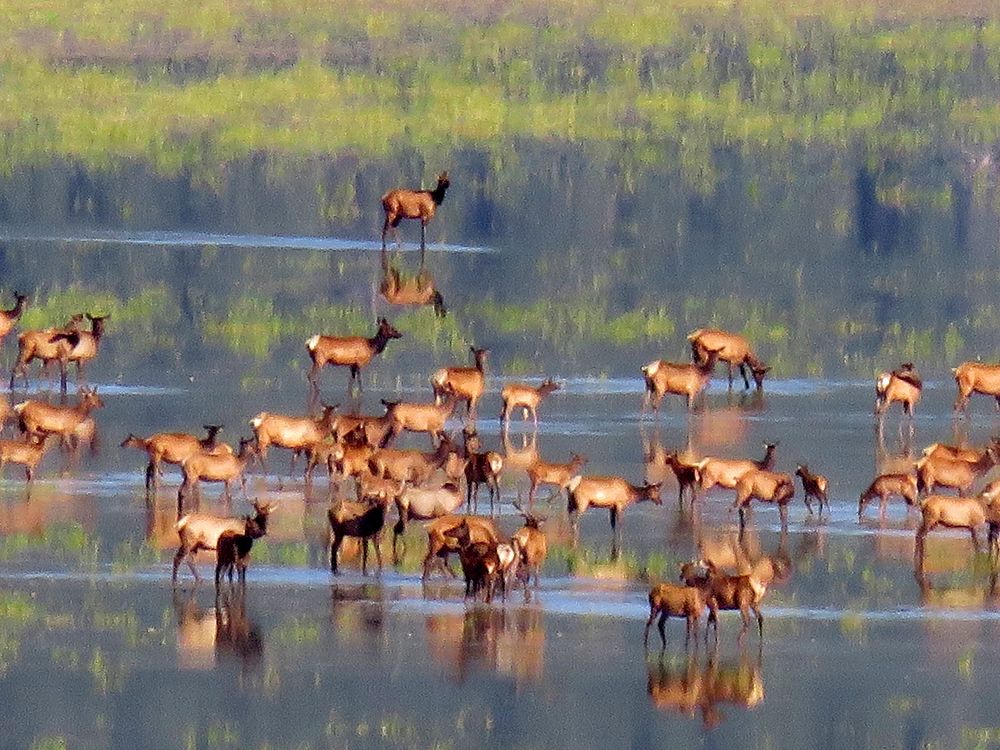 Elk Herd at Mormon Lake