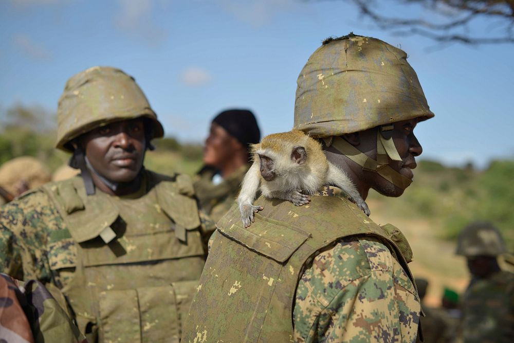 An orphaned monkey sits on the back of an African Union soldier at a military base on the road to Kismayo near the town of…