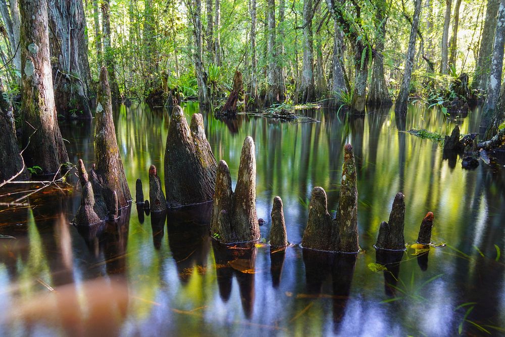 Nature pond background. Original public domain image from Flickr