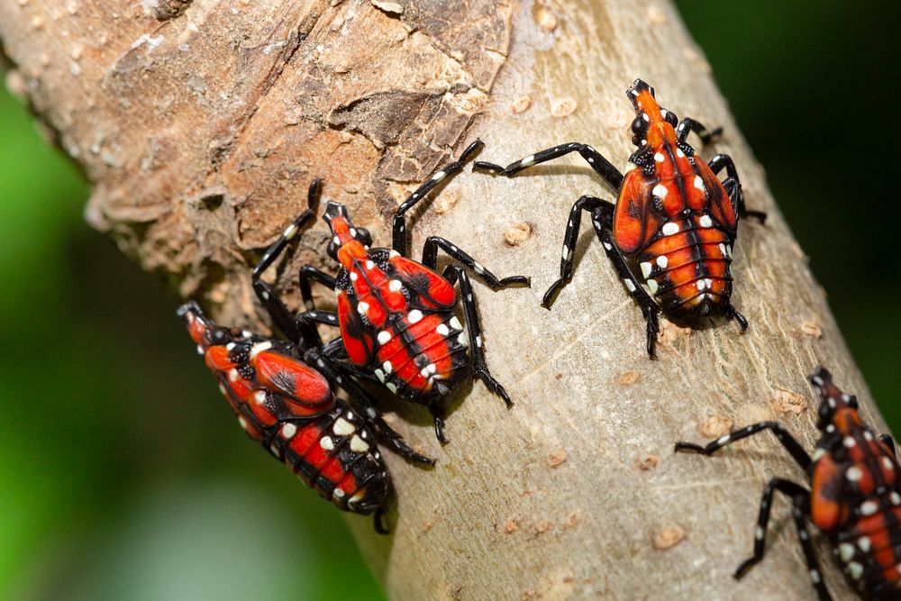 SLF-spotted lanternfly (Lycorma delicatula) 4th instar nymph (red body) in Pennsylvania, on July 20, 2018. USDA-ARS Photo by…