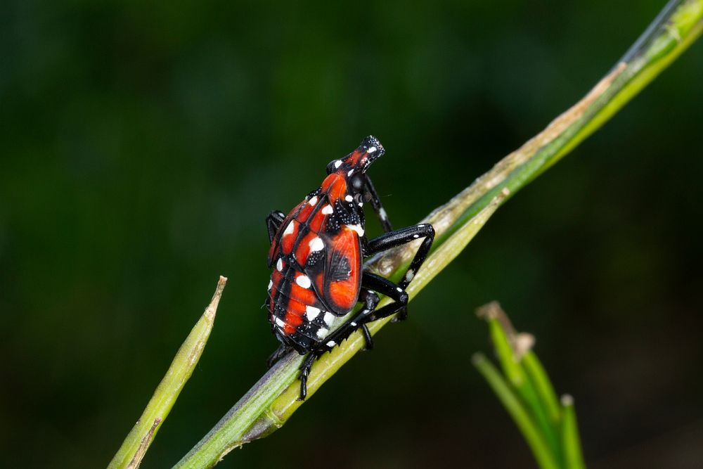 SLF-spotted lanternfly (Lycorma delicatula) 4th instar nymph (red body) in Pennsylvania, on July 16, 2018. USDA-ARS Photo by…