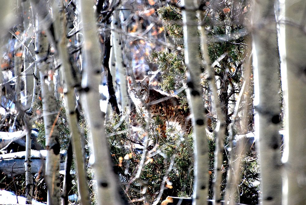 Bobcat lurking in the Honslinger area of the Ashley National Forest, USA. Original public domain image from Flickr