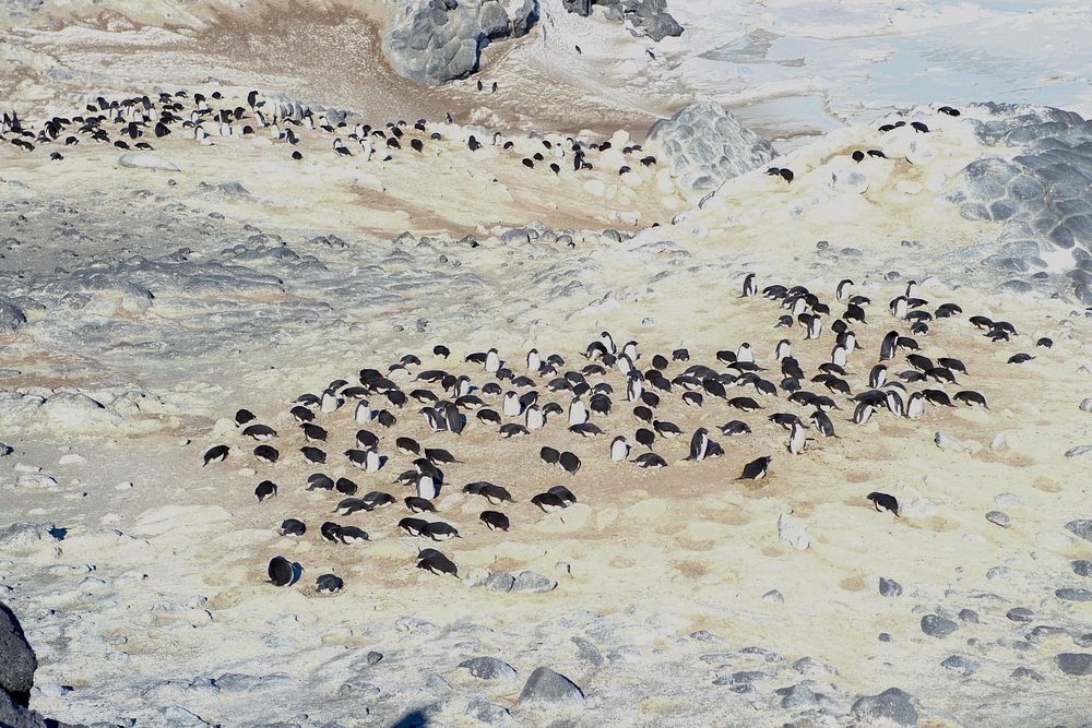 A Rookery of Adélie Penguins Seen by Secretary Kerry in Cape Royds, Antarctica
