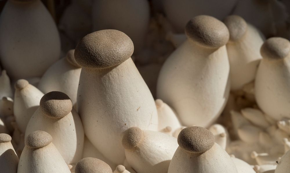 Royal Trumpet mushroom is one of the many varieties displayed by To-Jo Mushroom Marketing Director Pete Wilder, in…