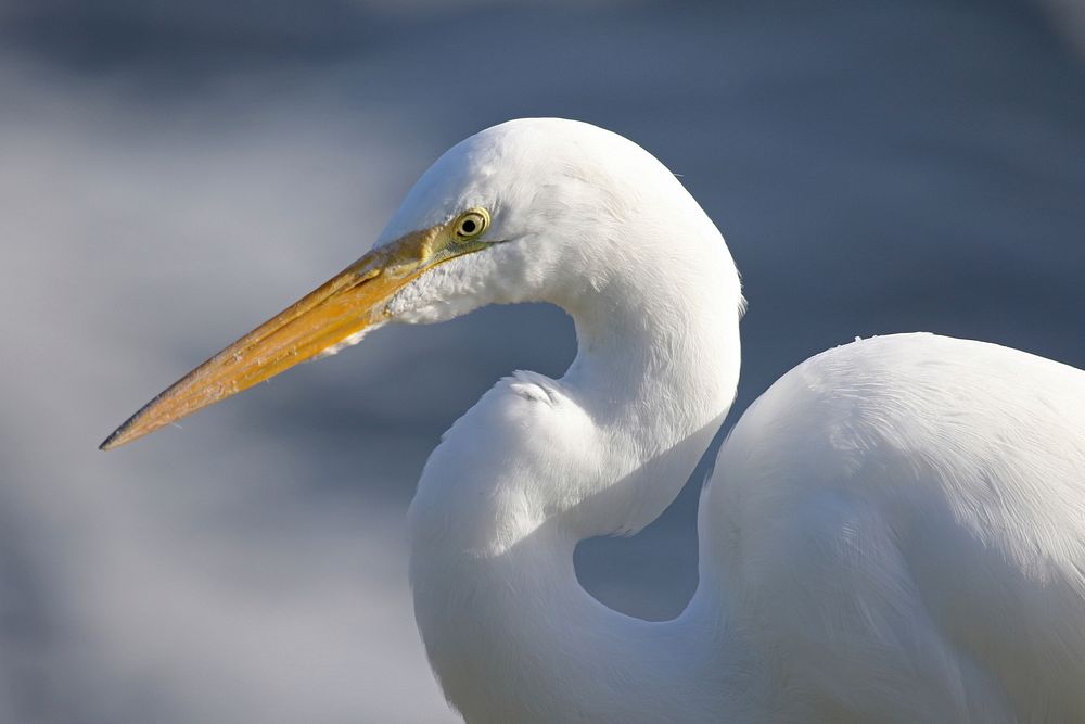 Egret closeup. Original public domain image from Flickr