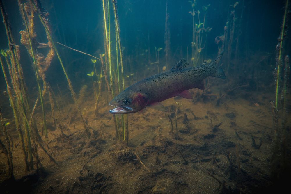 Westslope cutthroat trout (Oncorhynchus clarki lewisi). Original public domain image from Flickr