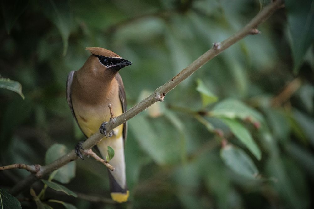 Cedar Waxwing. Original public domain image from Flickr