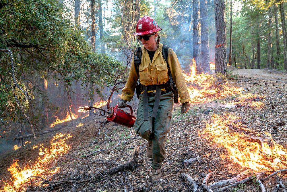 Hot Shot firefighter uses a drip torch to burn lower vegetation to contain the oncoming fire in Mendocino National Forest…