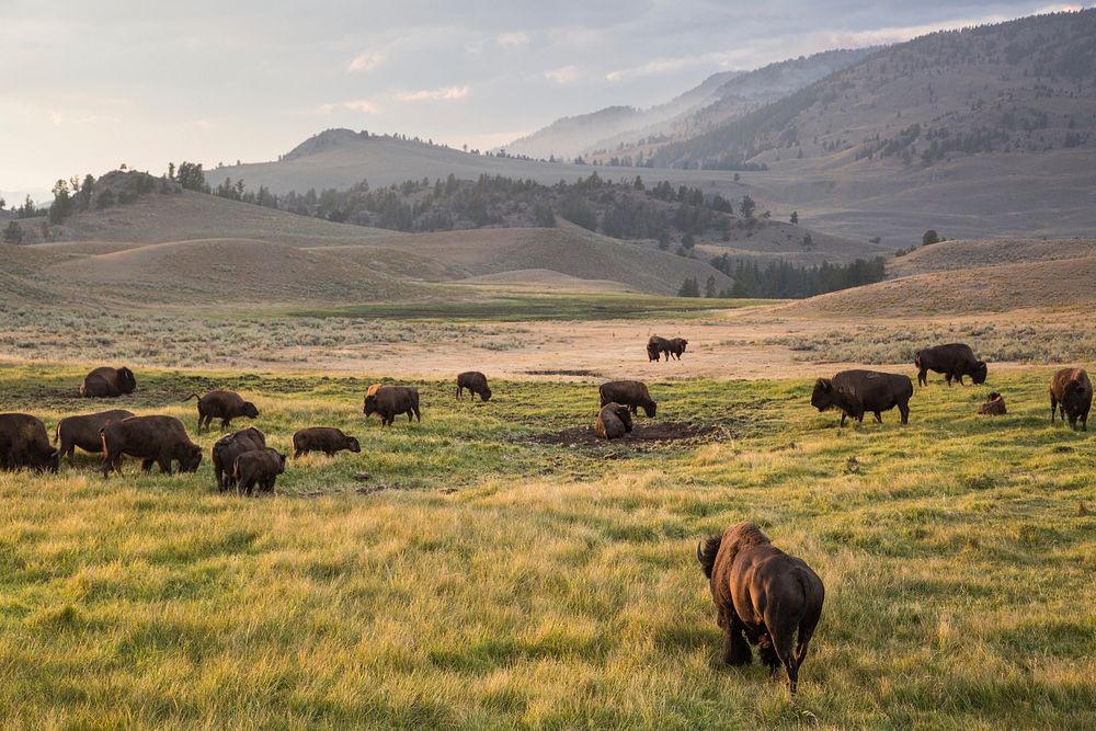 Bison, Lamar Valley. Original public domain image from Flickr