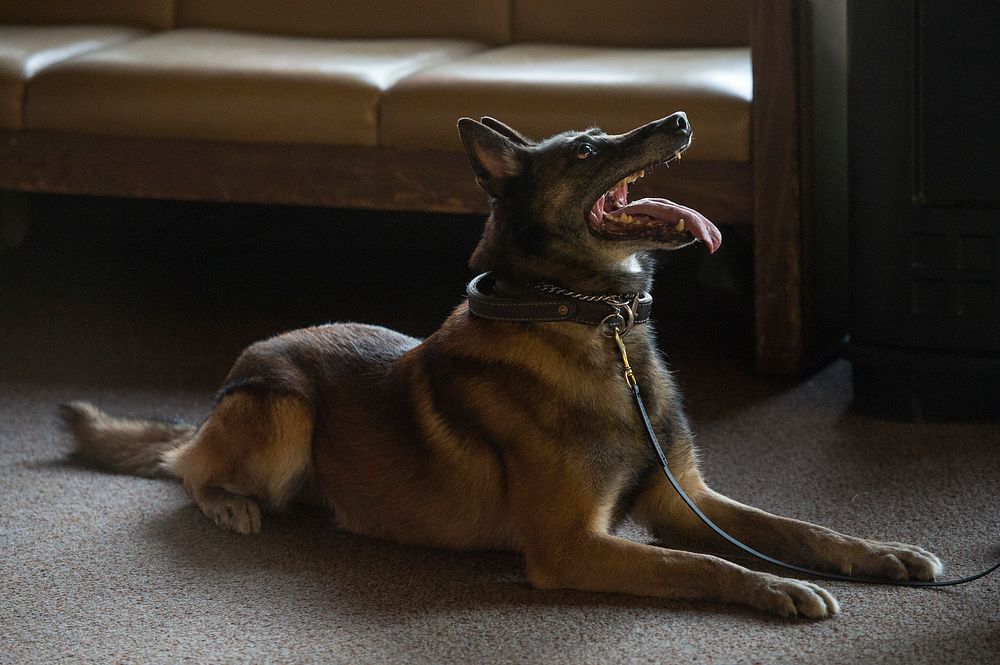 German shepherd lying on living room floor. Original public domain image from Flickr