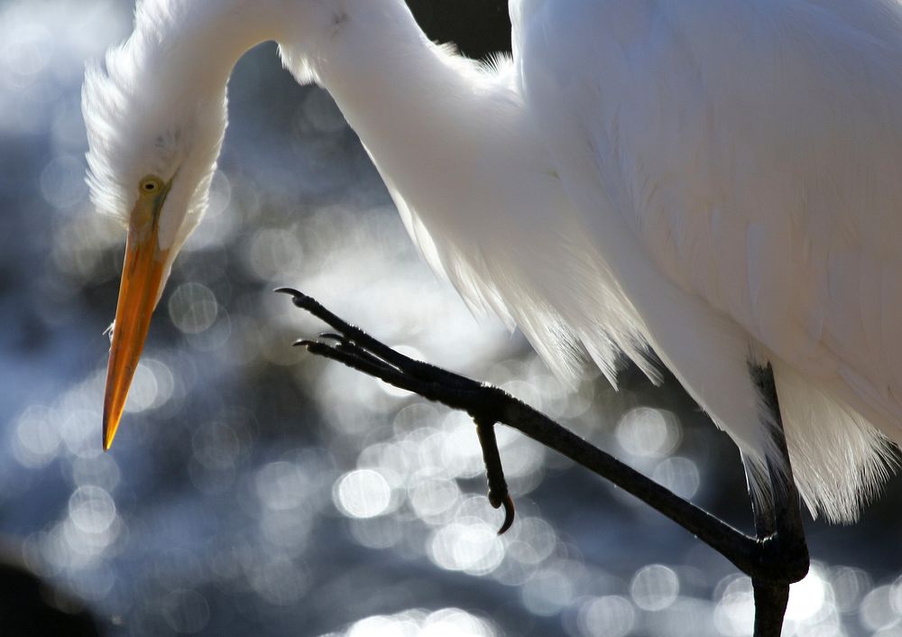 Egret closeup. Original public domain image from Flickr