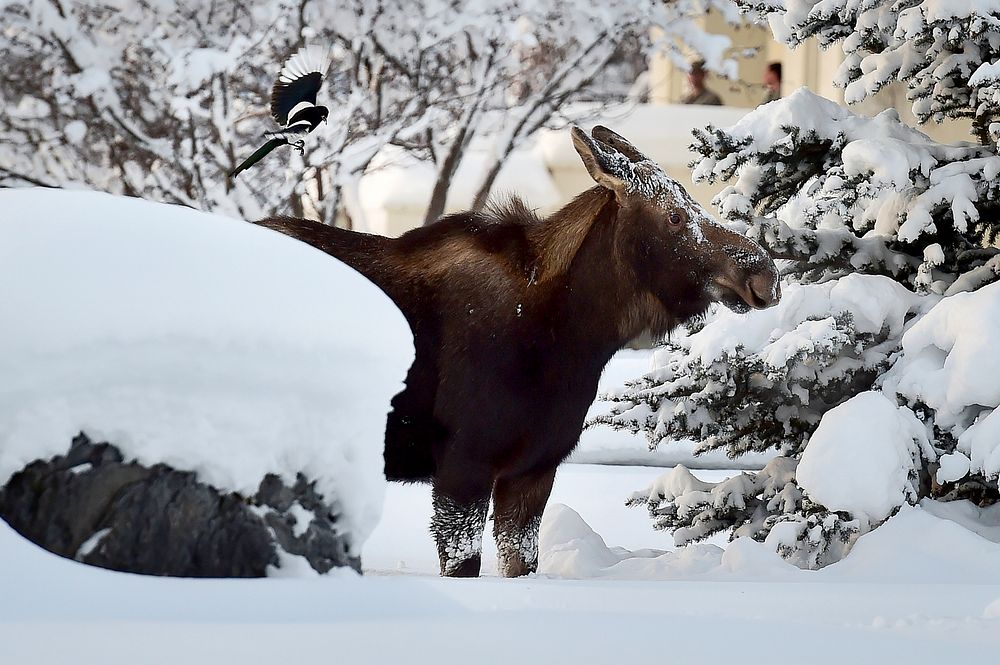 Moose & bird in snow. Original public domain image from Flickr