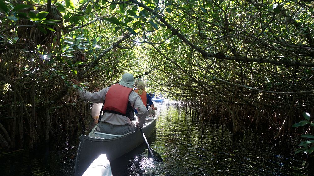 Mangrove tunnel at Turner River. Original public domain image from Flickr