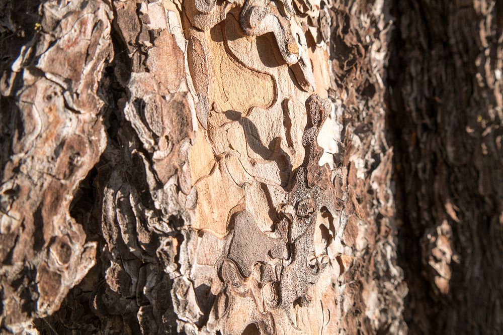 Log & Bark Detail-Fremont Winema. Original public domain image from Flickr