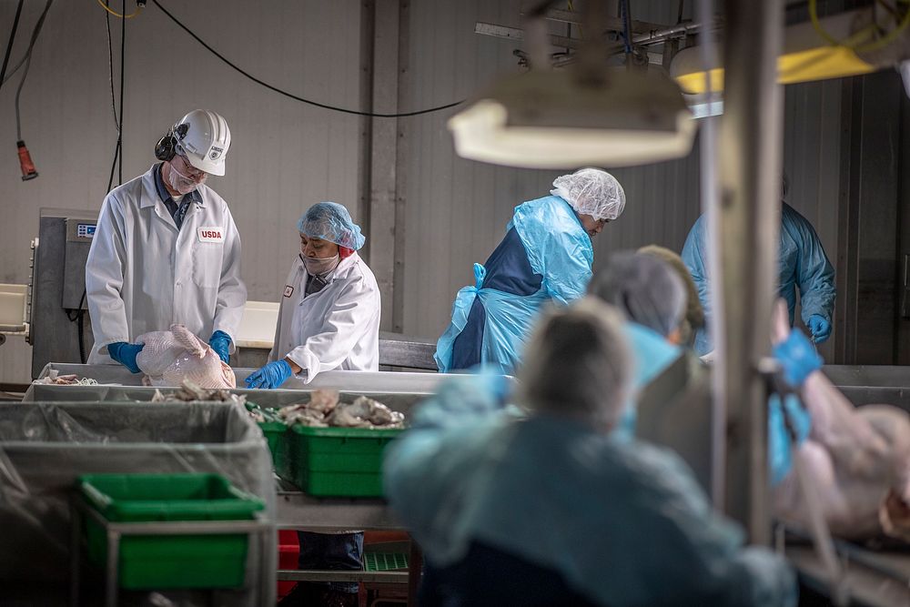 U.S. Department of Agriculture (USDA) Agriculture Marketing Service (AMS) Poultry Grader David Dandignac shows a defect to…