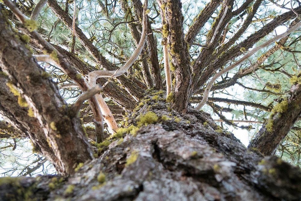 Lodgepole Pine Detail-Fremont Winema. Original public domain image from Flickr